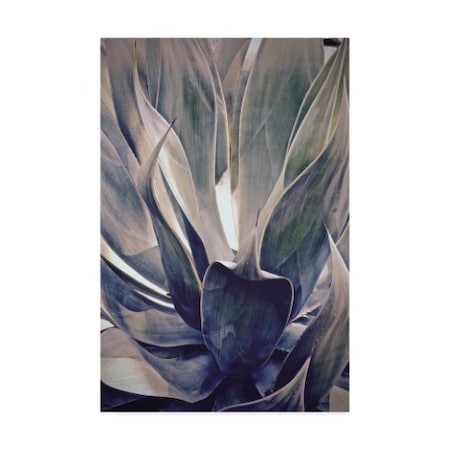 American School 'Faded Succulent' Canvas Art,30x47